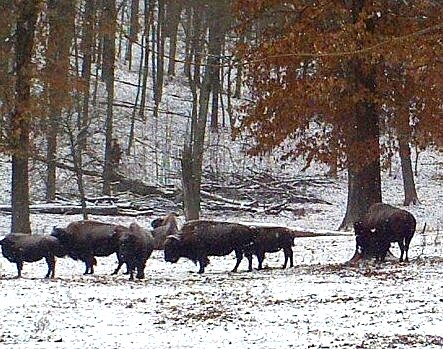 Bison roam, Missouri